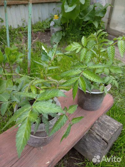 Тибецкая (норвежская) малина