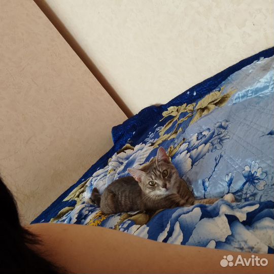 Кошка