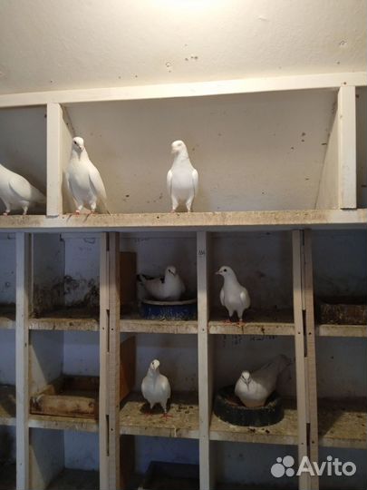 Голуби бакинские