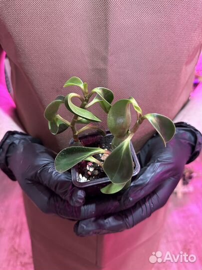 Суккуленты