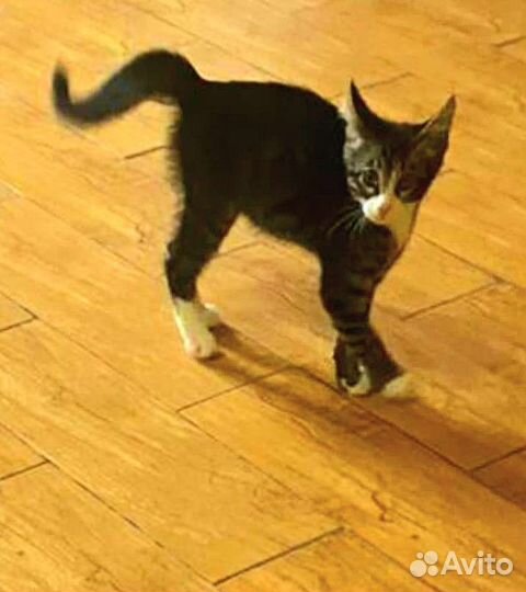 Котята европейские