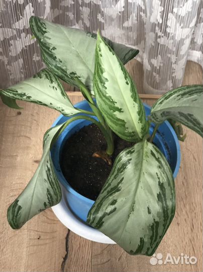 Аглаонемы сортовые