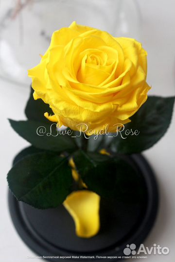 Роза в колбе Самара Хит Сезона