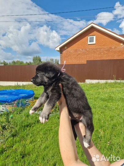 Восточно европейская овчарка