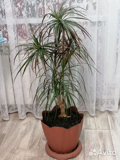 Драцена, Аглонема