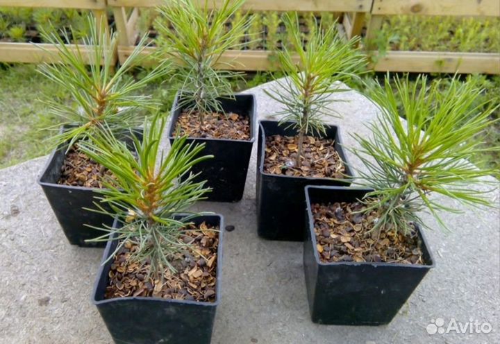 Саженцы сибирского кедра