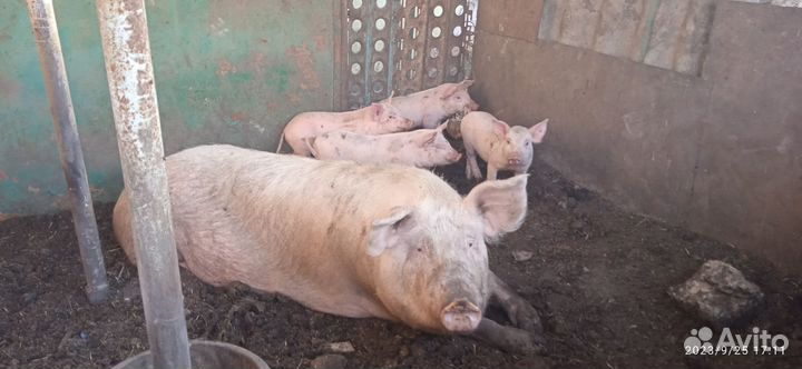 Поросята