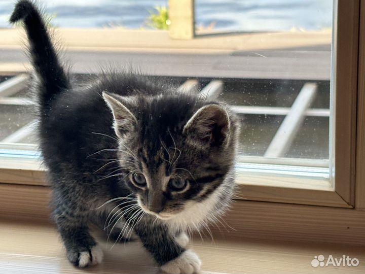 Отдам котенка в добрые руки