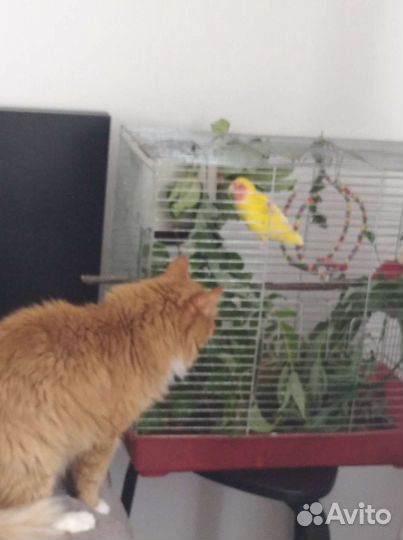 Попугаи неразлучники розовощекие