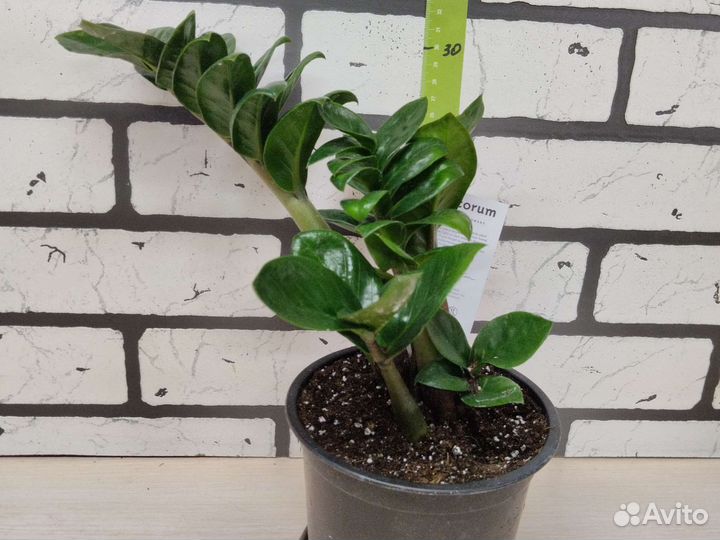 Замиокулькас зензи