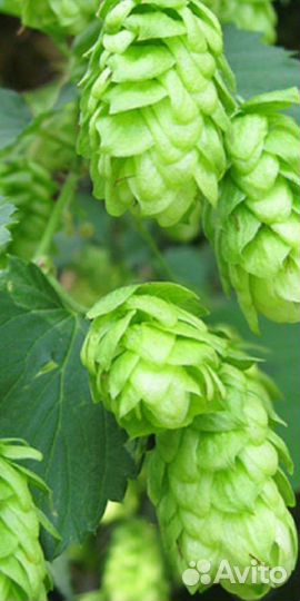 Хмель, саженцы