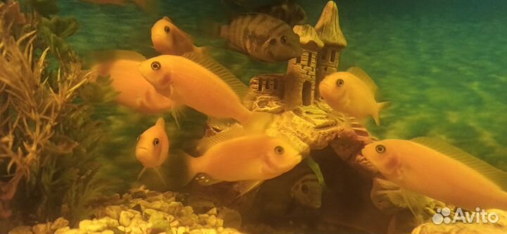 Рыбки цихлиды