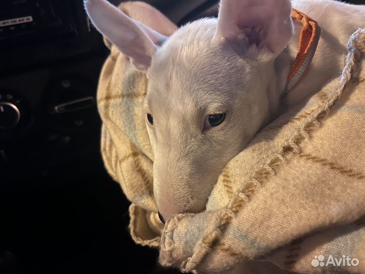 Стандартный бультерьер