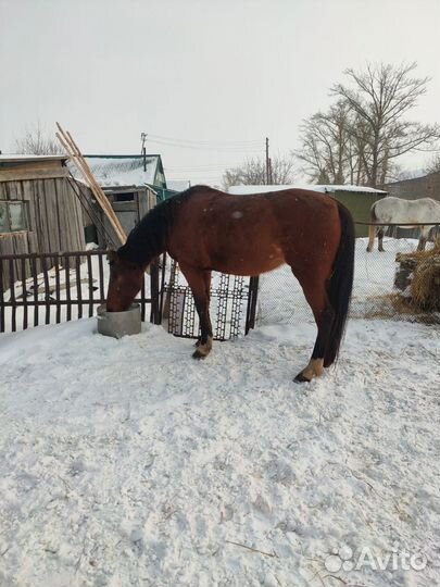Продам лошадь