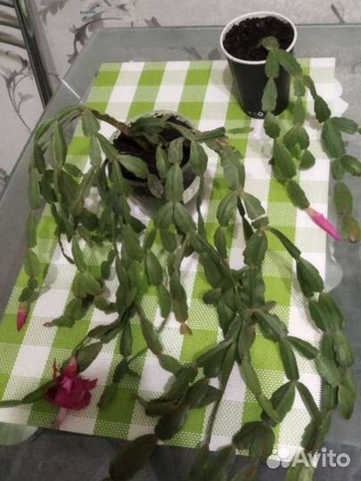 Декабрист шлюмбергера