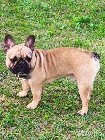 Французский бульдог