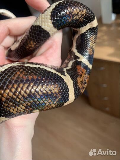 Императорский удав