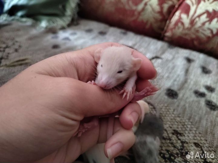 Крысята дамбо