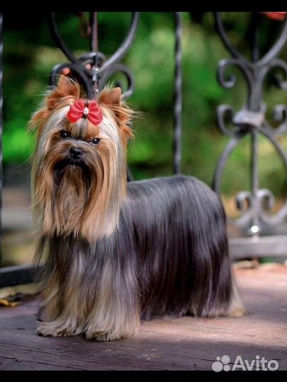 Мини чемпион для вязок