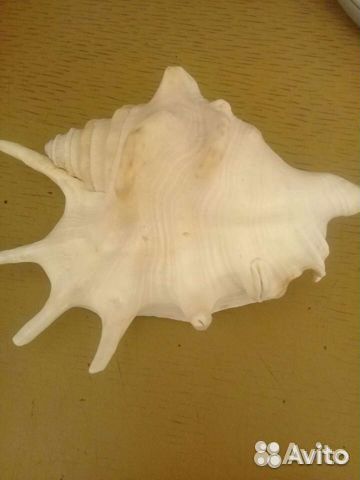 Ракушка15см
