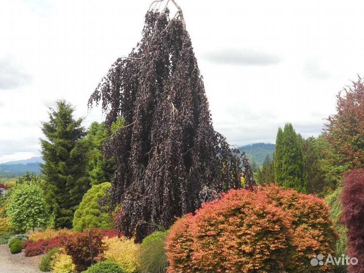 Берёза Royal frost и Betula Pendula Purpurea