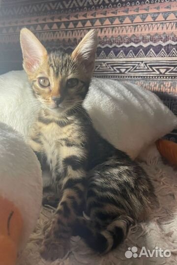 Продажа котенка бенгальский
