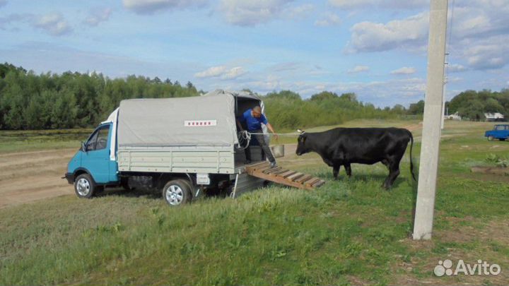 Перевозка (крс) коров, быков, баранов и т. д
