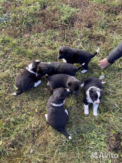 Щенята