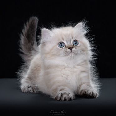 Менуэт длинношёрстный котёнок