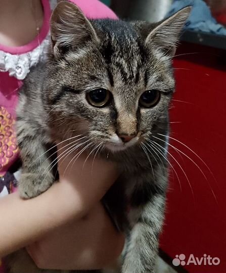 Простые котики