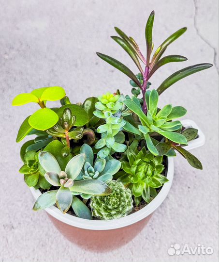 Мини-садик из суккулентов, флорариум