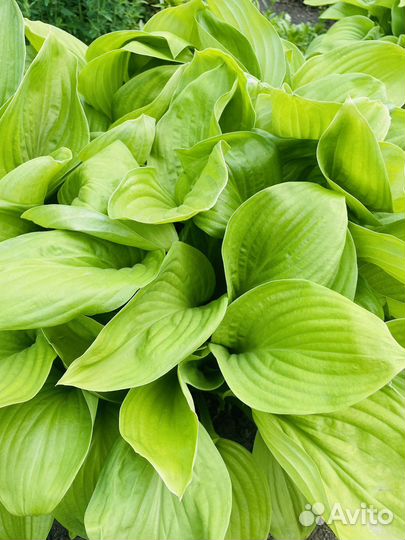 Хосты, папоротник