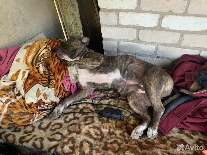 Щенки американского стаффорда