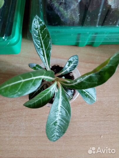 Адениум обесум