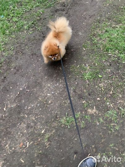 Передержка животных, зoo Такси