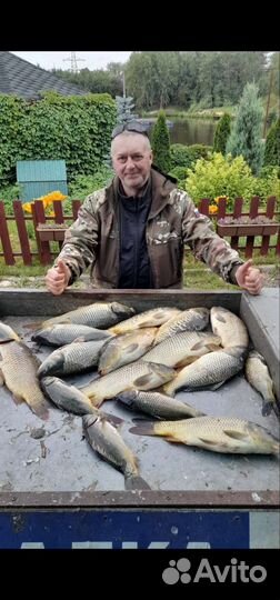 Живая рыба карп