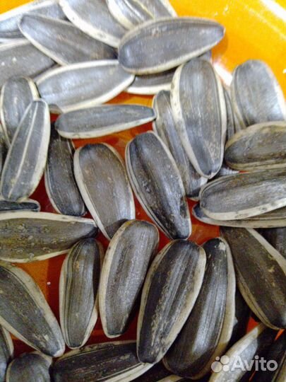 Семена подсолнечника