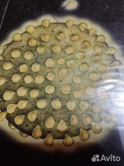 Для Ларисы Васильевны PF и др