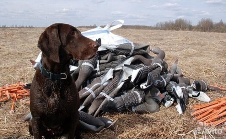 Профиль гусь (для охоты)