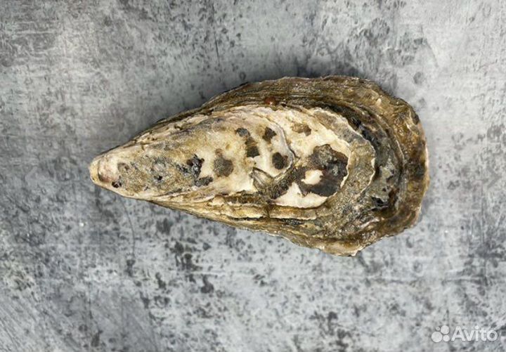 Живая устрица Розовая Джоли из Намибии