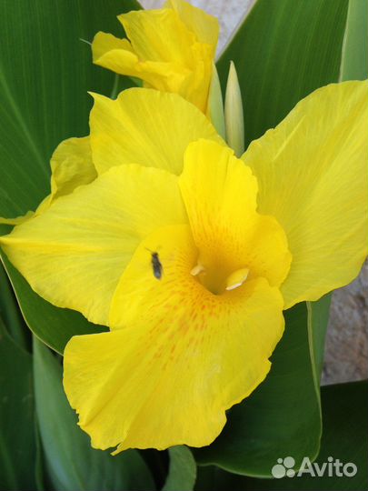 Цветы канны