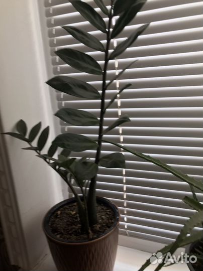 Замиокулькас