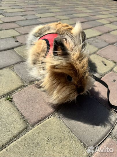 Карликовый кролик лисий