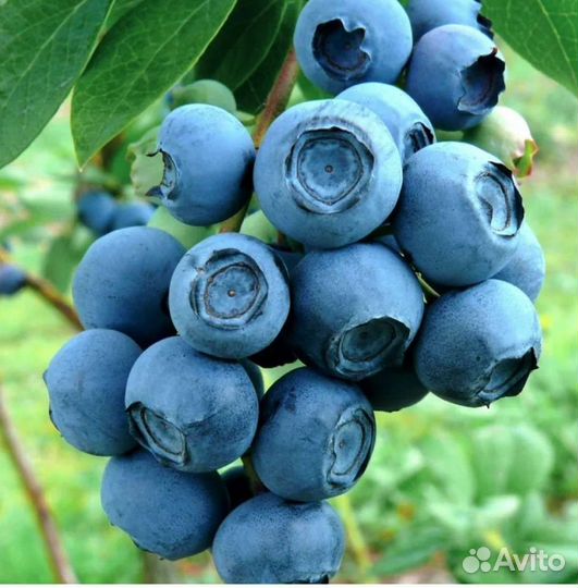 Голубика плодоносящие кусты 5 лет