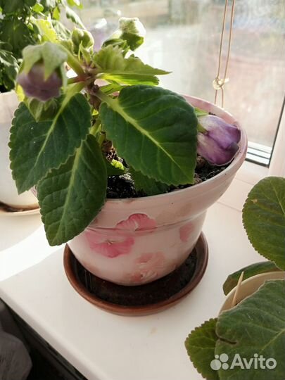 Глоксиния цветущая махровая