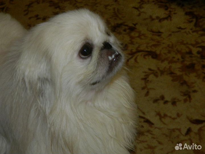 Вязка пекинеса