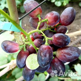 Саженцы винограда - купить в Пензенской области