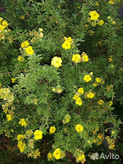 Лапчатка кустарниковая