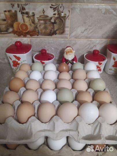 Яйцо домашнее