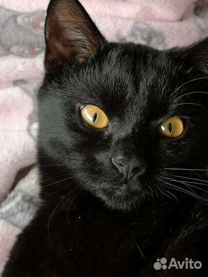 Молодая кошка Шеба